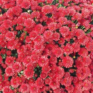 Meet your Posher, Ally